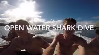 Open water shark diving