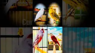 Musik Klasik untuk Burung Kenari | Latihan Kicau Kenari Jantan | Suara Kicauan Kenari 🎶 #kenari3in1