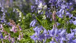 Washington Wildflowers
