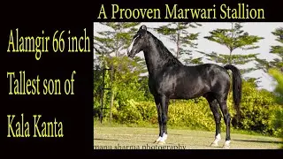 Stallion Alamgir Tallest son of Kala Kanta