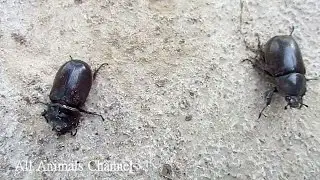 Best Amazing Animals Video - Rhino Beetle Races With Sugarcane Beetle PART 1