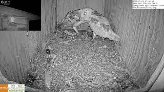 Barn owl pair very excited to meet up inside their nest box