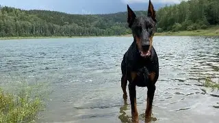 Dobermann Jeff & Bobby