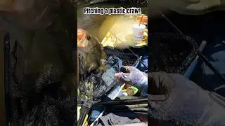 Pitching a plastic crawfish! #fishing #bassfishing #kayakfishing #trending