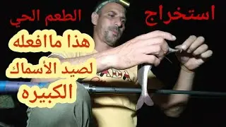 معلومات مهمه لكل صياد غاوي صيد الأسماك بالطعم الحي