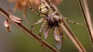 Metellina segmentata