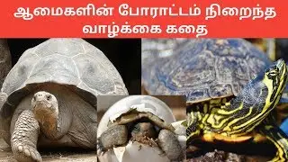 ஆமைகளின் வாழ்க்கை பற்றி 10 சுவாரஸ்யமான விஷயங்கள்/ sea tortoise / Tamil Display