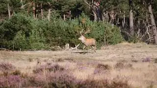 Wildbaan Bronst 09 2023