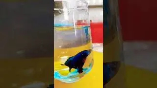 Betta fish lovers❤️❤️❤️#youtubshhortvideo#viral#fishlover#sell