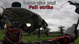 Lepas ujan full sambaran casting gabus/haruan