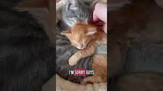 5-недельный приёмный котёнок, одержимый 16-недельной суррогатной мамой. #кошка #котёнок #милый #к...