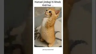 matarr matarrr 😂 #peas #winter #funnymemes #viralmemes #cat