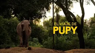 NOVEDADES DEL VIAJE DE PUPY