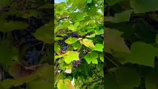 #nature #grape #trauben #deutschland #gartenliebe #