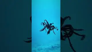 Feather Star 🪶⭐️🤩