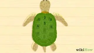 How to Tell a Turtle's Age