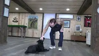 Этот парень слишком умён! Kraftwork K9 Pro German Shepherds