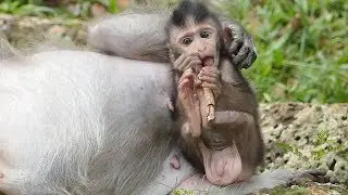 Baby Timo Hug Mom Closer - The Same Time Timo Baby Eating Sweet Milk Lucy Monkey Care Tima Mom Too
