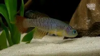 Redtail Notho (Nothobranchius guentheri) - Close look at .../and Fights.