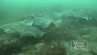 The return of the Cuttlefish to Babbacombe Bay
