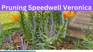 How to prune Veronica the perennial
