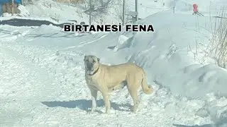 UZUN ZAMANDIR GÖSTERMEDİĞİM AZAT YILDIZ YAVRULARI GÜN YÜZÜNE ÇIKTI