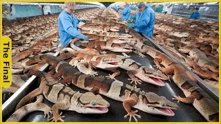 How Chinese Farmers Make $800,000 from Gecko Farming &ndash; Meat Production Explained #integratedfarming