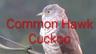Common Hawk-Cuckoo💥please subscribe, like, share 🙏