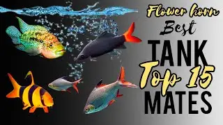 the best tank mates for your Flower Horn fish#flowerhorn #flowerhorntankmates 