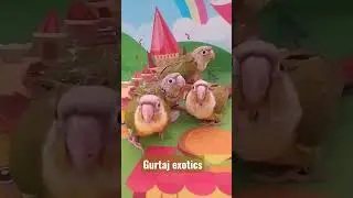 pineapple chicks for sale, at gurtaj exotics location nabha #sunconure#macaw#parrot#tota