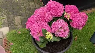 Entspanne dich in diesem wundersch&ouml;nem Garten,Hortensien,Regen,Rosen