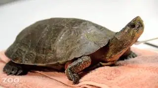 Turtle Gets a Tickle