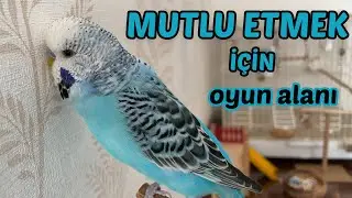 Muhabbet Kuşunu Mutlu etmek İçin Oyuncaklardan Oyun alanları oluşturun