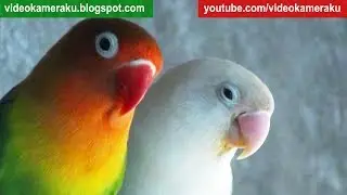 Lovebird Activity - Lovebird Sounds (June-18-2018)