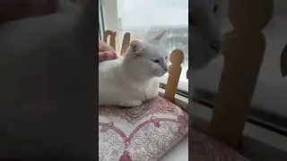 Руна помнит об этлм! #catlovers #cat #catshorts #catvideos #shorts #catlife #cutecat
