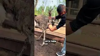 Why Farmers Catch Ostrich Eggs by Hand While They&rsquo;re Laying! #shorts