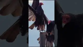 Post claimed. No negotiations. 🦅💥 One turkey vulture swoops in from behind forcing the other off.
