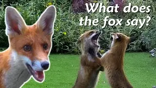 What noises does a fox make?