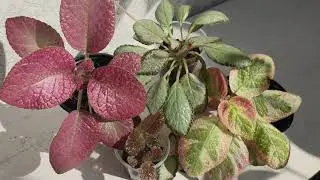 Эписция. Эписция акварельная, Strawberry Patch, Chocolate Cream, Silver Skies. Правильный уход.
