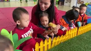 Hoạt động : nhận biết con vịt con- nhóm lớp Nhà trẻ 24- 36 tháng tuổi A