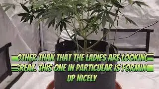 Day Six Flower Mode for the Endgame x Grandpas Stash 12 ladies
