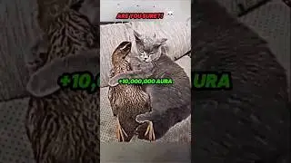 Best aura moments... (cats)