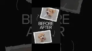Mochi&rsquo;s First Haircut Ever! ✂️ Toy Poodle Grooming Transformation &ndash; Before & After