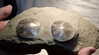 Two Echinoids on One Rock