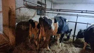 Krowa urodzila BLIŹNIAKI ! // Kilka zmian i nowy paszowóz