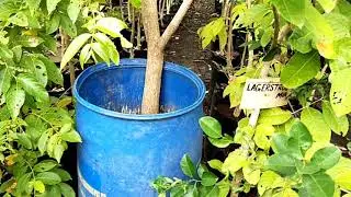 national rose garden nursery