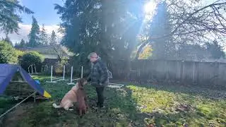 Paris' Redbone Coonhound Agility Practice - Full grid with turn 11.28.25