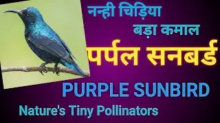 Purple Sunbirds: Vital Pollinators & their Role in Ecosystem #sunbirds #biodoors #birds #birdworld