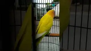 lovebird ngekek standar (tahap penggacoran)