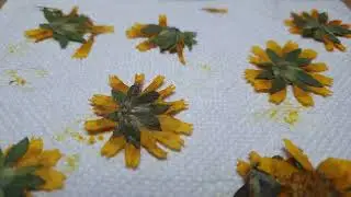 Pressing flowers & leaves ep.12 part 2
